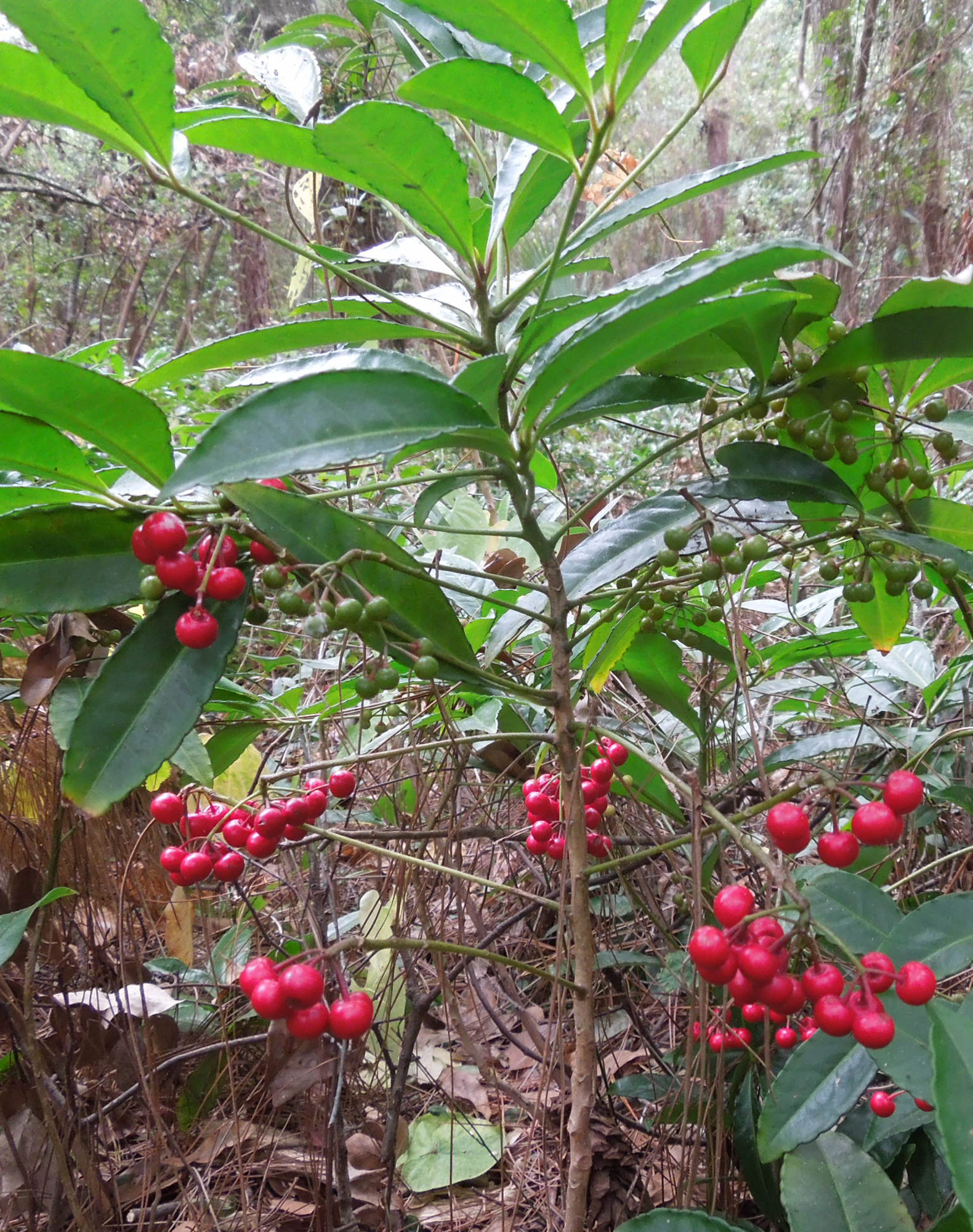 Ardisia ramondiiformis